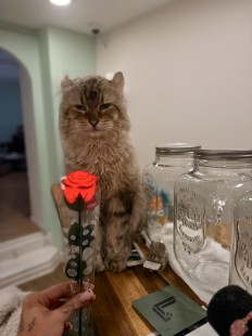 Chats à adopter au bar à chat PawPao à Agen