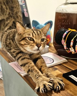 Chats à adopter au bar à chat PawPao à Agen