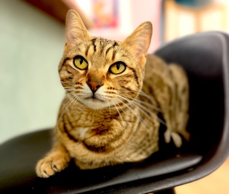 PawPao - bar à chat à Agen (47) - café