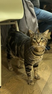 Chats à adopter au bar à chat PawPao à Agen